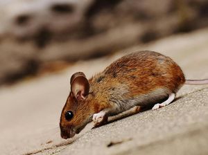 Waspada! Ini 5 Tanda Ada Sarang Tikus di Dalam Rumah Waspada! Ini 5 Tanda Ada Sarang Tikus di Dalam Rumah
