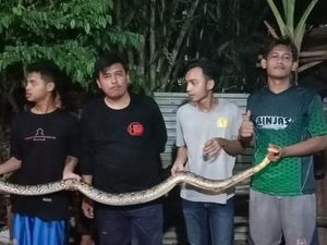 Piton 2,5 Meter Ditemukan Tukang Saat Bikin Fondasi di Klaten