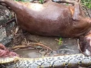 Ular Piton 6 Meter Telan Sapi di Gorontalo, Langsung Dibunuh Warga