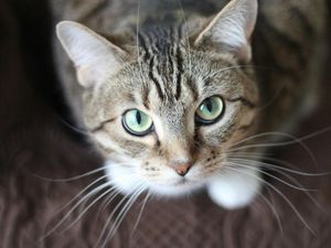 Dua Penelitian Terbaru soal Asal Usul Kucing Domestik Mengarah ke Tunisia Dua Penelitian Terbaru soal Asal Usul Kucing Domestik Mengarah ke Tunisia