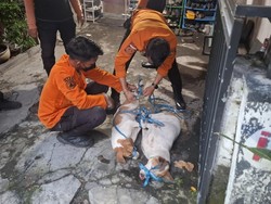 BPBD dan Komunitas Dog Lovers Evakuasi Anjing yang Gigit Jenazah Yohanes