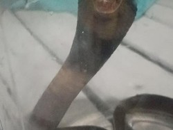 Kobra Jawa Jumbo Bikin Kaget Warga Cawas, Sempat Sembunyi Saat Diburu