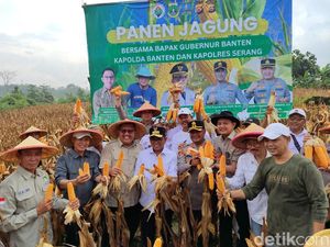 Gubernur Banten Andra Soni Panen Raya Jagung Petani Binaan Polres Serang Gubernur Banten Andra Soni Panen Raya Jagung Petani Binaan Polres Serang