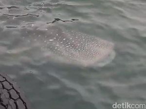 Hiu Tutul Muncul di Perairan Lamongan Jadi Indikator Baik Ekosistem Laut