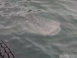 Hiu Tutul Muncul di Perairan Lamongan Jadi Indikator Baik Ekosistem Laut