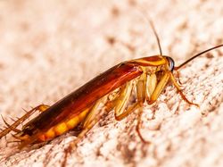 Banjir Bikin Rumah Diserbu Kecoa, Ini Cara Cepat Basminya