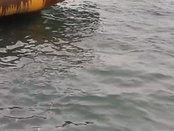 Kemunculan Hiu Tutul di Pantura Lamongan Terekam Warga