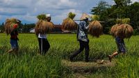 Potret Panen Raya Adat Katto Bokko di Maros
