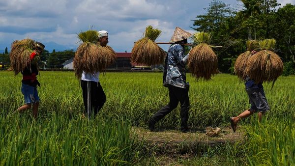 Potret Panen Raya Adat Katto Bokko di Maros Potret Panen Raya Adat Katto Bokko di Maros