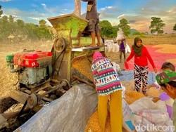 Harga Jagung Anjlok-Tak Terserap, Pemkab Bima Minta Bulog Tambah Gudang