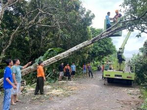 Pohon Tumbang Tutup 6 Jalan di Muba, Rumah hingga Gerobak Rusak