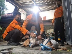 TBC Sebabkan Kematian Yohanes Lalu Jasadnya Digigit Anjing Peliharaan