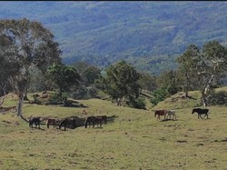 Keindahan Padang Lelogama di Kupang NTT, Pemandangan Bukit-Langit Berbintang