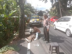 Hendak Menyalip, Perempuan Tewas Terlindas Truk di Jalan Denpasar-Gilimanuk