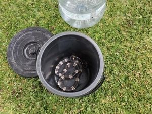 Kagetnya Hari Temukan Ular Weling Merayap di Pagar Belakang Rumahnya