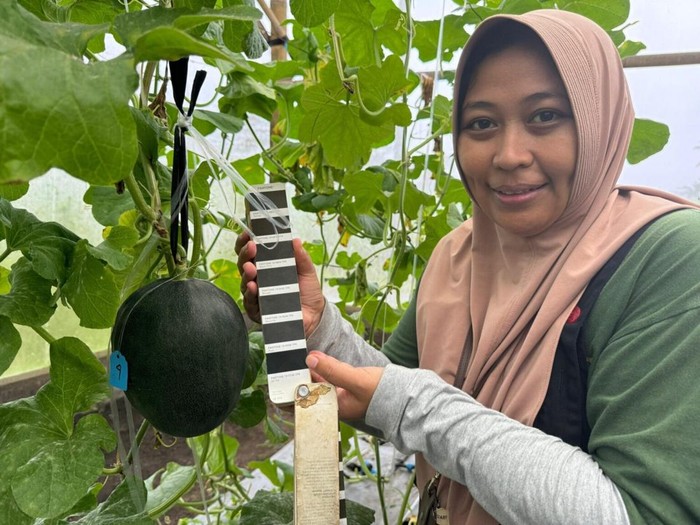 Astrid Ika Paramitha, mahasiswa aktivitas doktoral Fakultas Pertanian Universitas Brawijaya (FP UB) peroleh melon warna hitam Astrid Ika Paramitha, mahasiswa aktivitas doktoral Fakultas Pertanian Universitas Brawijaya (FP UB) peroleh melon warna hitam