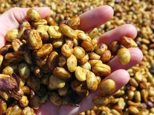 5 Fakta Kopi Honey Process yang Pengaruhi Profil Rasa Manis Alami 5 Fakta Kopi Honey Process yang Pengaruhi Profil Rasa Manis Alami