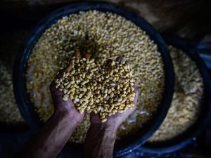 AS Kehilangan Pasar Kedelai China, Tarif Impor Bikin Petani Terhimpit Krisis!