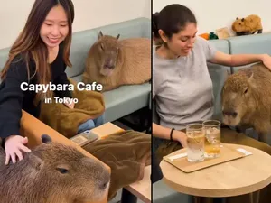 Seru! Di Kafe Ini Bisa Ngopi Sambil Main Bareng Capybara Seru! Di Kafe Ini Bisa Ngopi Sambil Main Bareng Capybara