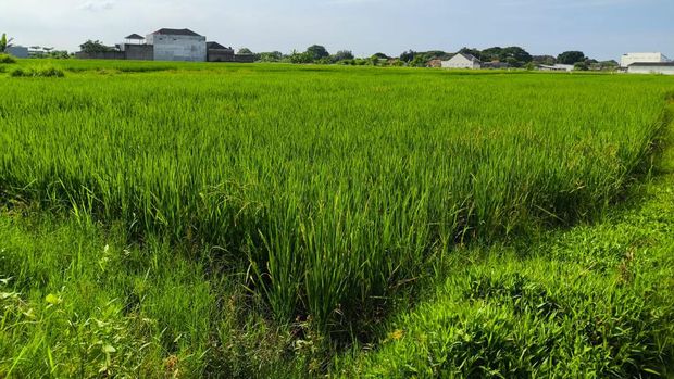 Lahan sawah di Cirebon