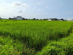 Kian Menyusutnya Lahan Sawah di Kota Cirebon