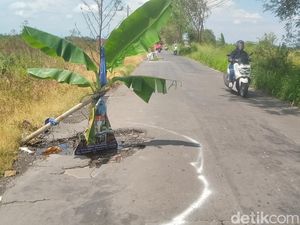 Lubang Jalan Delanggu-Polanharjo Ditanami Pisang, Pemkab: Besok Ditambal