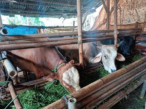 Modus Bukti Transfer Palsu, Warga Sukabumi Tertipu Jual Sapi Rp95 Juta