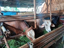 Modus Bukti Transfer Palsu, Warga Sukabumi Tertipu Jual Sapi Rp95 Juta