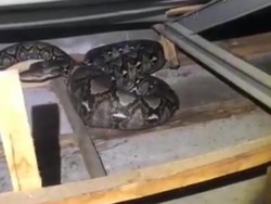 Ular Sanca 4 Meter Masuk Plafon Rumah Warga di Depok, Damkar Turun Tangan