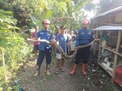 Perut Nyangkut di Kandang Ayam Bantul, Sanca 3 Meter Dievakuasi