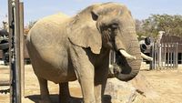 Gajah Berusia 40 Tahun di Kebun Binatang Barcelona dapat Perlakuan Khusus