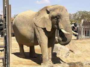 Gajah Berusia 40 Tahun di Kebun Binatang Barcelona dapat Perlakuan Khusus Gajah Berusia 40 Tahun di Kebun Binatang Barcelona dapat Perlakuan Khusus
