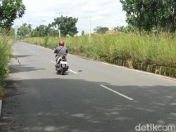 Kondisi Terkini Rumput Liar di Median Jalan Lingkar Mangin