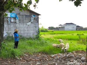 Cerita Oni Penggembala Kambing yang Terhimpit Lahan Perumahan