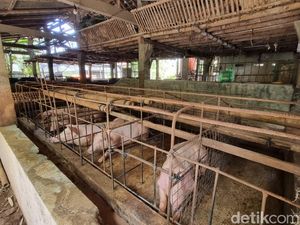 Ternak Babi Mati Misterius di Perean Tabanan, Distan Tunggu Uji Lab