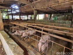 Ternak Babi Mati Misterius di Perean Tabanan, Distan Tunggu Uji Lab
