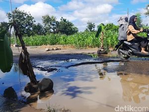 Protes Jalan Rusak, Warga Lubuklinggau Tanam Pohon Pisang di Tengah Jalan