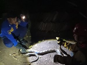 Tepergok Saat Seberangi Jalan, Ular Sanca 3 Meter Ditangkap Tim Damkar Boyolali Tepergok Saat Seberangi Jalan, Ular Sanca 3 Meter Ditangkap Tim Damkar Boyolali