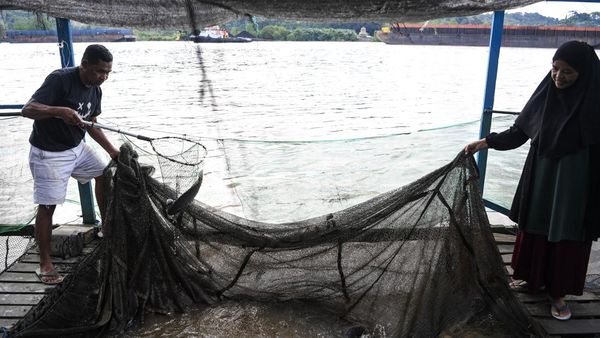 Geliat Budi Daya Ikan Air Tawar di Samarinda