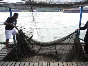 Geliat Budi Daya Ikan Air Tawar di Samarinda