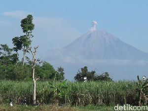 Gunung Semeru Erupsi Lagi Luncurkan Abu Vulkanik Setinggi 1.200 Meter