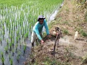 Petani Musi Rawas Aktifkan Fumigasi Basmi Hama Tikus Petani Musi Rawas Aktifkan Fumigasi Basmi Hama Tikus