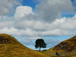 Polisi Selidiki Penebangan Pohon Kuno Berusia 500 Tahun di Inggris