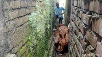 Damkar Evakuasi Sapi Terjepit Tembok Rumah di Lamongan