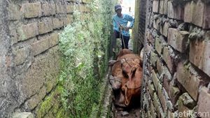 Damkar Evakuasi Sapi Terjepit Tembok Rumah di Lamongan