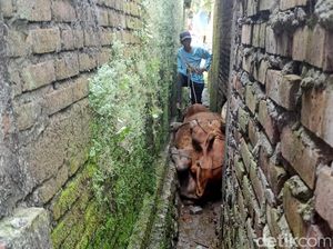 Damkar Evakuasi Sapi Terjepit Tembok Rumah di Lamongan