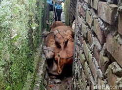 Waduh! Seekor Sapi Besar Terjepit di Lompongan Rumah Warga Lamongan