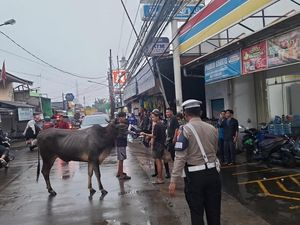 Sapi Lepas hingga Masuk Minimarket di Depok, Polisi Turun Tangan