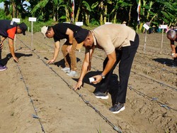 Bupati Sutjidra Minta Lahan-lahan Tidur Buleleng Ditanami Jagung
