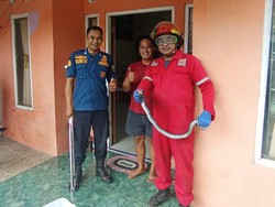 Selain Kobra, Warga Bawen Semarang Cerita Rumahnya Pernah Kemasukan Piton